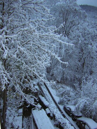 Verhscneiter Baum vorm Schlafzimmerfenster